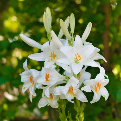 Snowy White Lilium Candidum Bulbs For Sale | Madonna Lily – Easy To ...