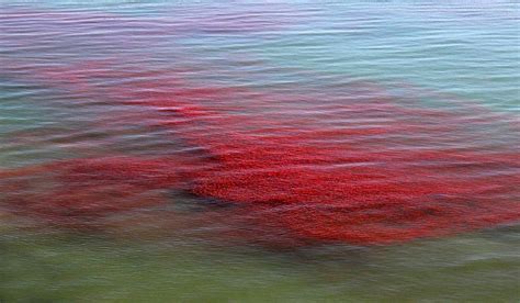 Southern Ocean used to be red with masses of krill | Polarjournal