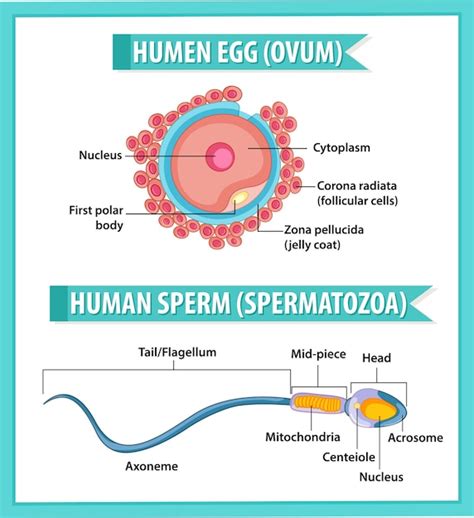 Free Vector | Human egg or ovum structure and human sperm or spermatazoa for health education ...