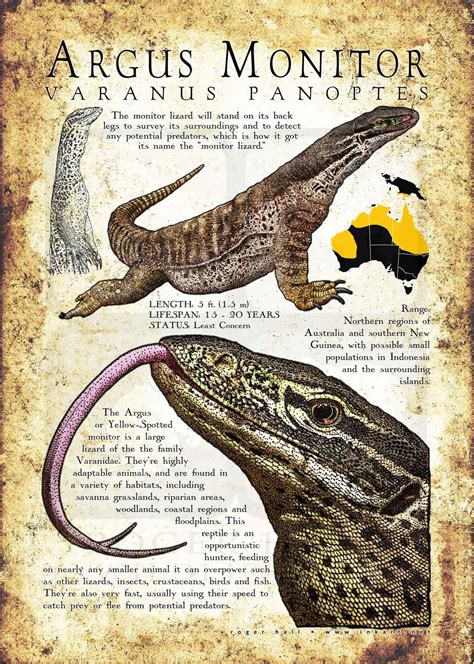 Argus Monitor Lizard Poster Print / Infographic