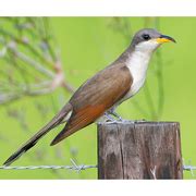 Yellow-billed Cuckoo