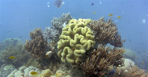 Australia must do more to protect reef, UNESCO says | New Straits Times