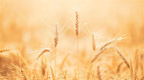 Wheat Harvest Wallpapers - Top Free Wheat Harvest Backgrounds - WallpaperAccess