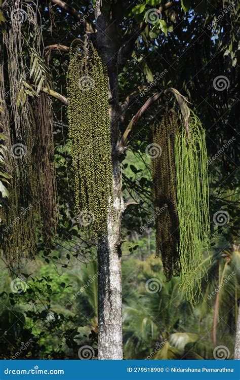 A Very Well Grown Kithul Tree. Kithul Flowers Have Also Bloomed Well. (Caryota Urens) Stock ...