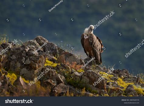 Wildlife Balkan Wildlife Scene Nature Blue Stock Photo (Edit Now ...