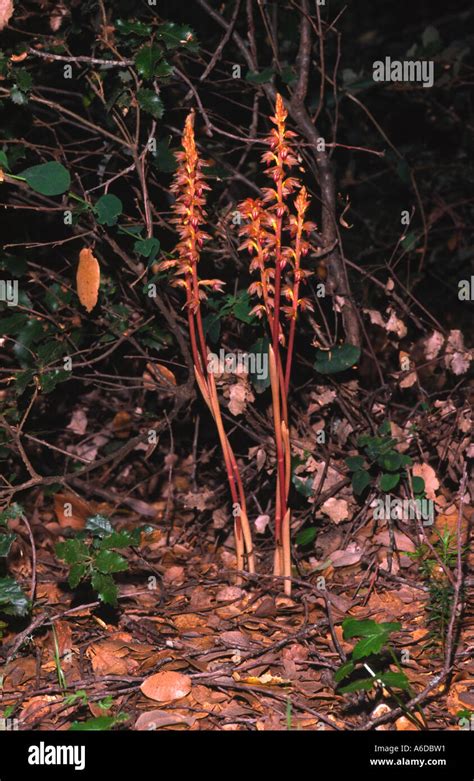 24791 Striped coral root orchid Corallorhiza striata Stock Photo - Alamy