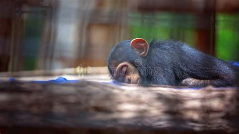 Sleeping Baby Chimpanzee Monkey Stock Photo - Image of gorilla, human: 137988514