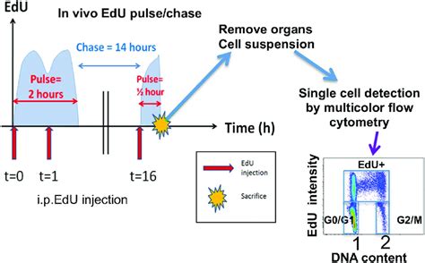 EdU pulse chase experiment for quantification of cell proliferation ...