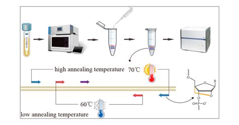 Real Time Pcr Diagram