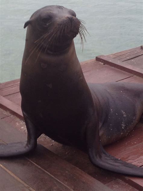 Sea lion - Galapagos