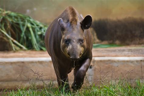 Animais em extinção no Brasil - Ecologia - InfoEscola