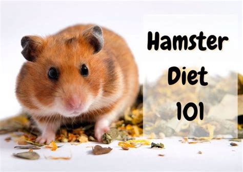 What Do Hamsters Eat? | Best Hamster Diet - The Pet Savvy