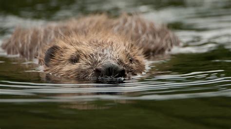 Beaver engineering | Scottish Wildlife Trust