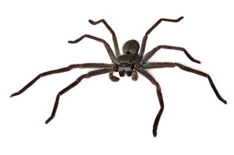 Huntsman spiders – Everything you need to know! - PestXpert