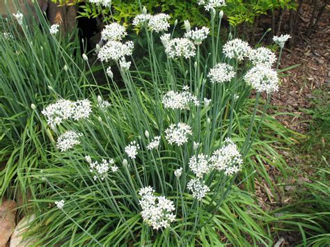 Allium schoenoprasum / Allium schoenoprasum - OnlinePlantGuide.com 1335 ...