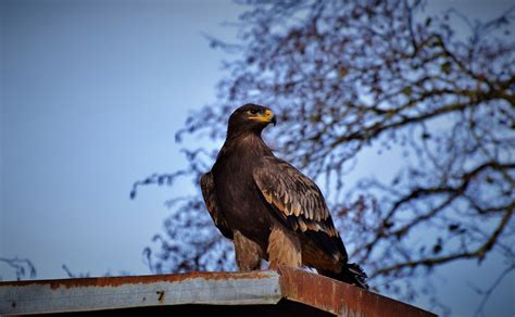 Eagle Birds Of Prey Raptor - Free photo on Pixabay - Pixabay