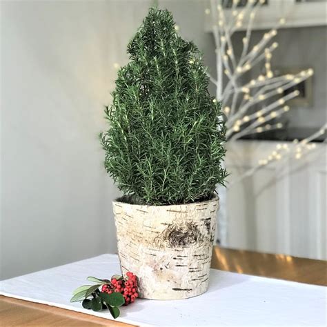 Rosemary Tree in a Natural Birch Bark Pot - FREE Shipping! | Potted ...