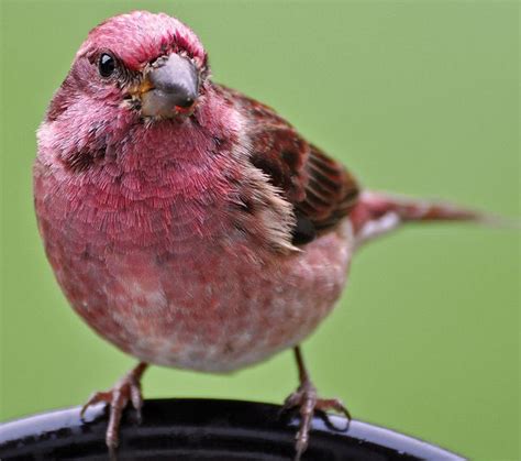 Pretty Finch!!! | Beautiful birds, Pet birds, Colorful birds