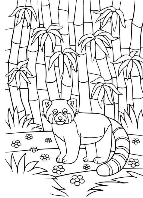 Red Panda in Bamboo Forest