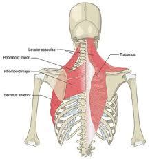 Shoulder Blade Pain - Denver Cryotherapy | 5280 Cryo & Recovery Clinic