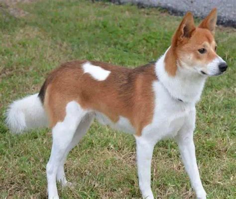 20 Basenji Mix Breeds - Which Basenji Mix Dog Is Right For You?