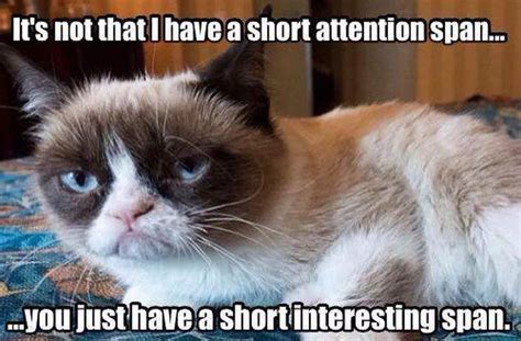 41 Best Grumpy Cats Memes You'll Love