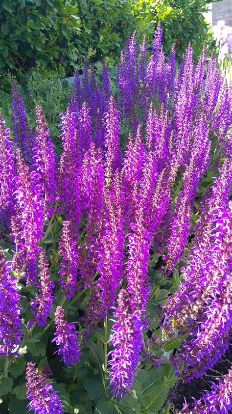 Lavender in botanical garden Photograph by Connie Du | Pixels