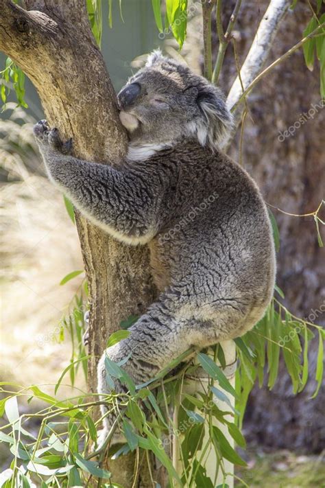 Recklessly: Koala Tree Hug