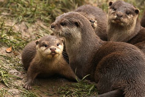 Otter | San Diego Zoo Animals & Plants