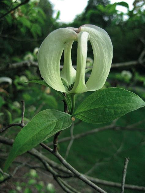 Cornus florida - Trees and Shrubs Online