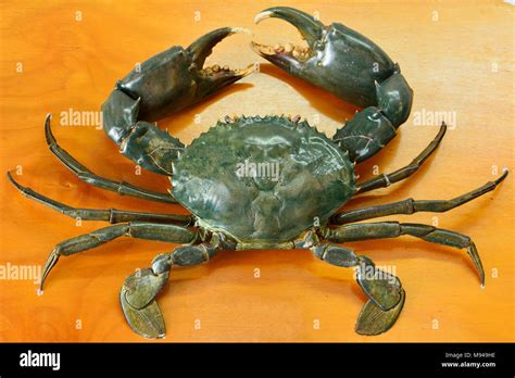 Mud crab (Scylla serrata) on table Stock Photo - Alamy