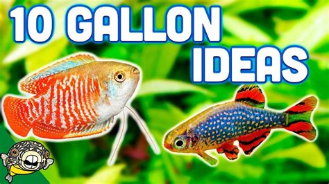 The BEST Ideas for your 10 Gallon Aquarium - HealthyPetsBlog