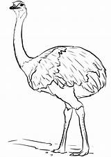 Australian Emu Coloring Page  Free Printable Pages For Kids sketch template