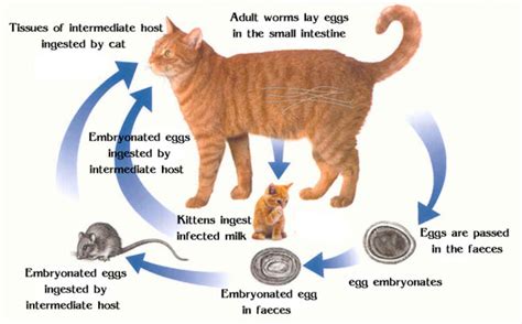 Cat Worms - The Symptoms And How You Can Get Rid Of Them