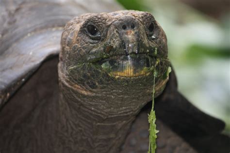 Emily Grace: Galápagos tortoise evolution