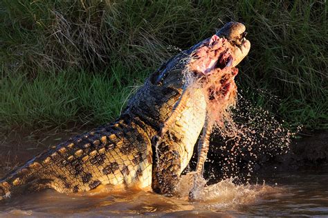 Crocodile attack - World News - Mirror Online