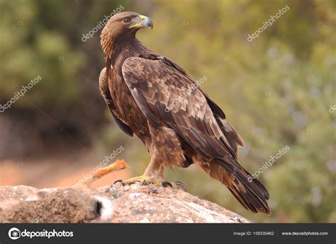 Hunting golden eagle — Stock Photo © paolo-manzi #159335462