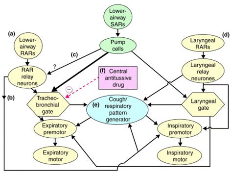 Cough Reflex Pathway