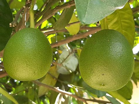 CHAKOTRA POMELO TREE - Nature Nursery - Central India's Biggest Nursery in Indore