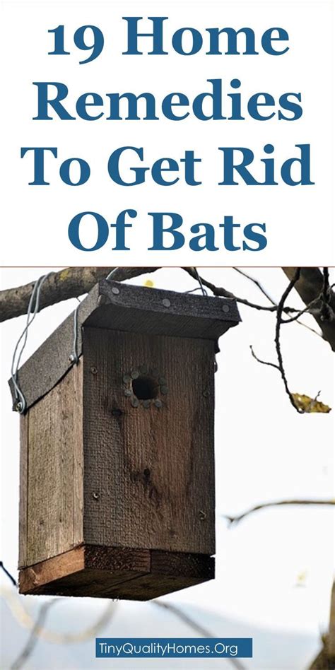 19 Home Remedies And Bat Repellents To Get Rid Of Bats | This Guide Shares Insights On The ...