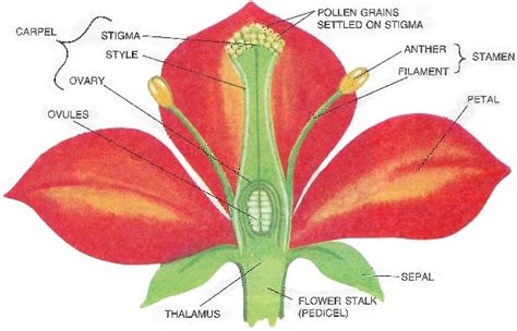 Diagram The Parts Of A Flower And Label Their Functions | Best Flower Site