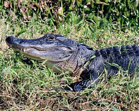 Wildlife - GatorBait Airboat Adventures airboat tours vero beach