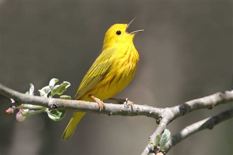 Green Limbs and Singing Birds - CityofAgapeCityofAgape