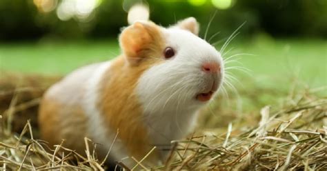 Best Hay for Guinea Pigs Reviewed - High-Quality, Green, and Fresh ...