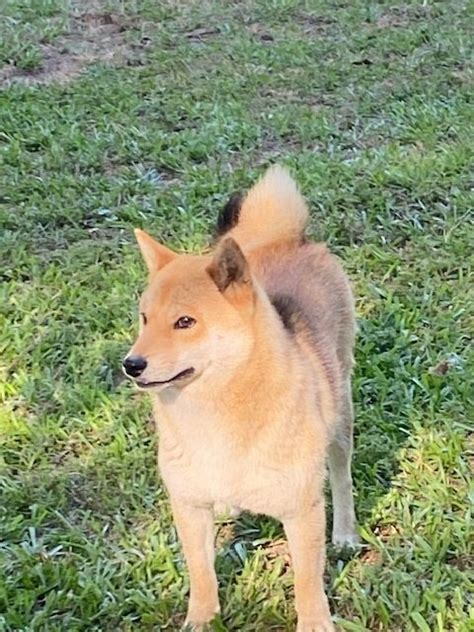 Shiba Inu Breeders - Whispering Pines Pups