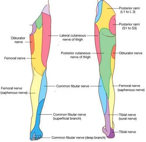 Femoral Nerve: Course, Motor & Sensory Innervation » How To Relief