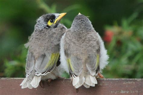 Why the not-so-popular noisy miner is thriving in… | Green Adelaide