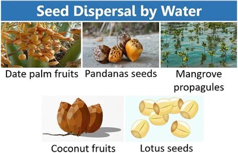 Seed Dispersal in Plants - Definition, Key Points, Methods & Importance - Biology Reader