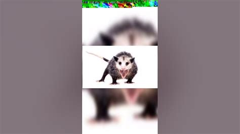 Difference Between Rat vs Possum. #differencebetween #difference #viral ...