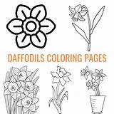 Free Printable Daffodils Coloring Pages sketch template